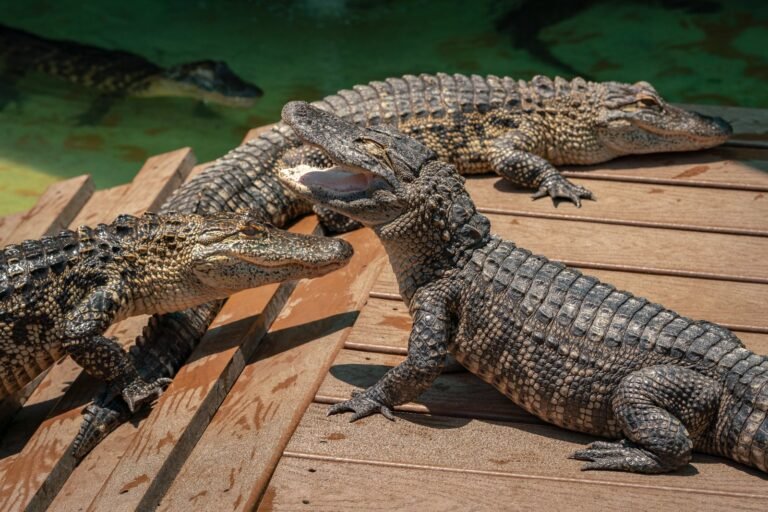 American alligators basking in Florida