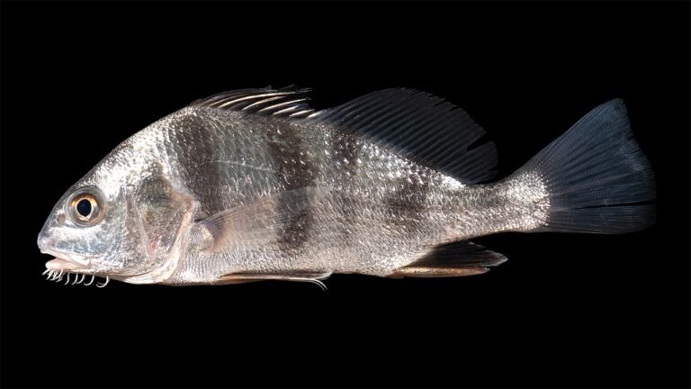 Black Drum (Pogonias cromis)