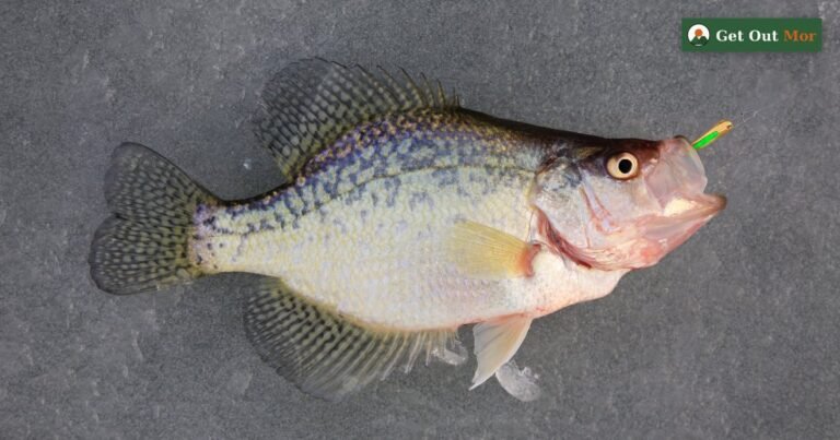 Black crappie close-up caught through the ice with a jig
