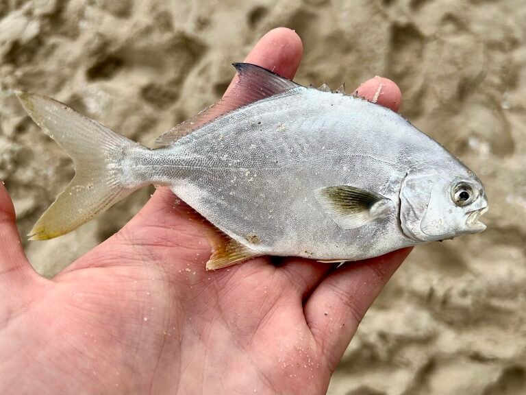 Florida Pompano (Trachinotus carolinus)