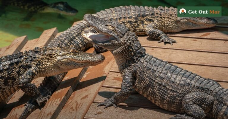 Alligator Hunting in Alabama: Rules, Season Tags (2026)