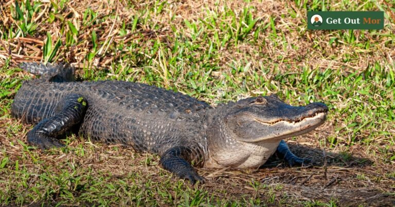 Alligator Hunting in Florida: Rules, Permits Methods (2026)
