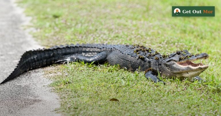 Alligator Hunting in Georgia: Rules, Quota Methods (2026)