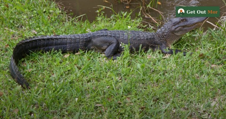 Alligator Hunting in Louisiana: Rules, Season Methods (2026)