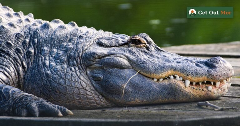 Alligator Hunting in South Carolina: Rules, Draw Methods (2026)