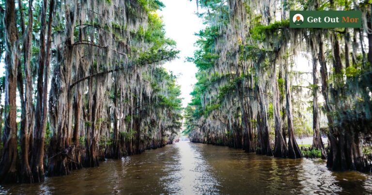 Alligator Hunting in Texas: Rules, Core Counties Methods (2026)