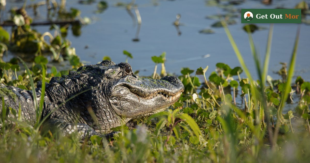 Nighttime Alligator Hunting Gear Checklist (2026)