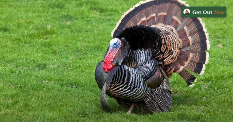 Best Turkey Box Calls for 2026