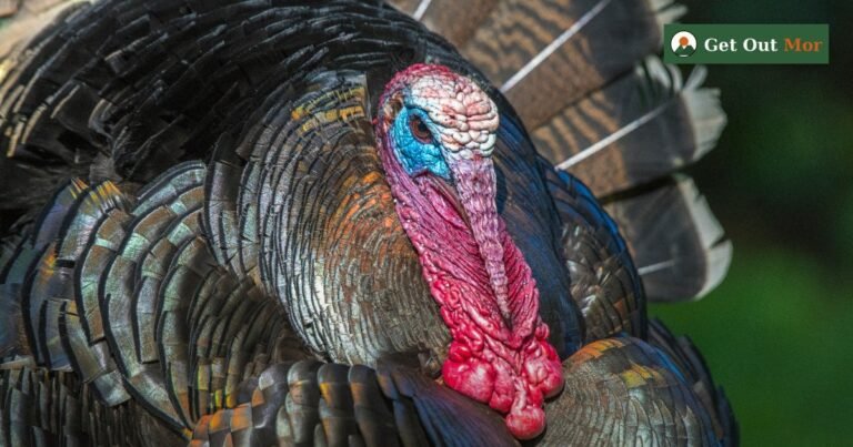 Best Turkey Decoys for 2026