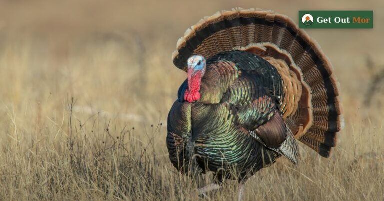 Best Turkey Mouth Calls (Diaphragm Calls) for 2026